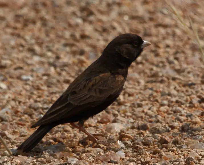 Black-Eared Sparrow-Lark