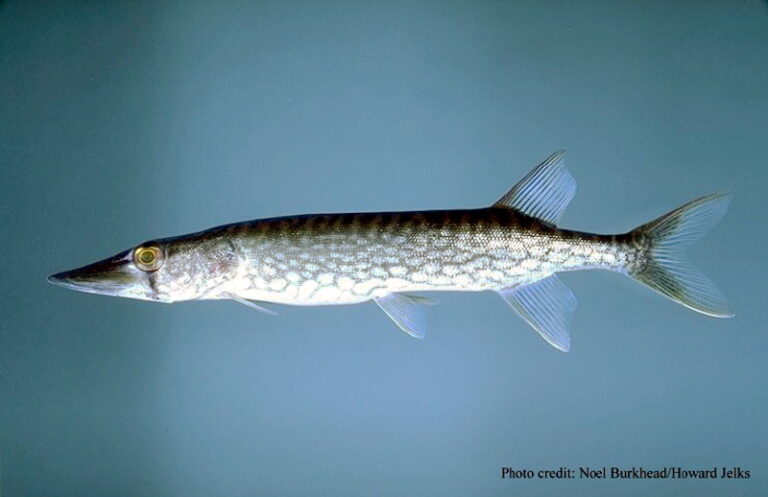 Chain Pickerel