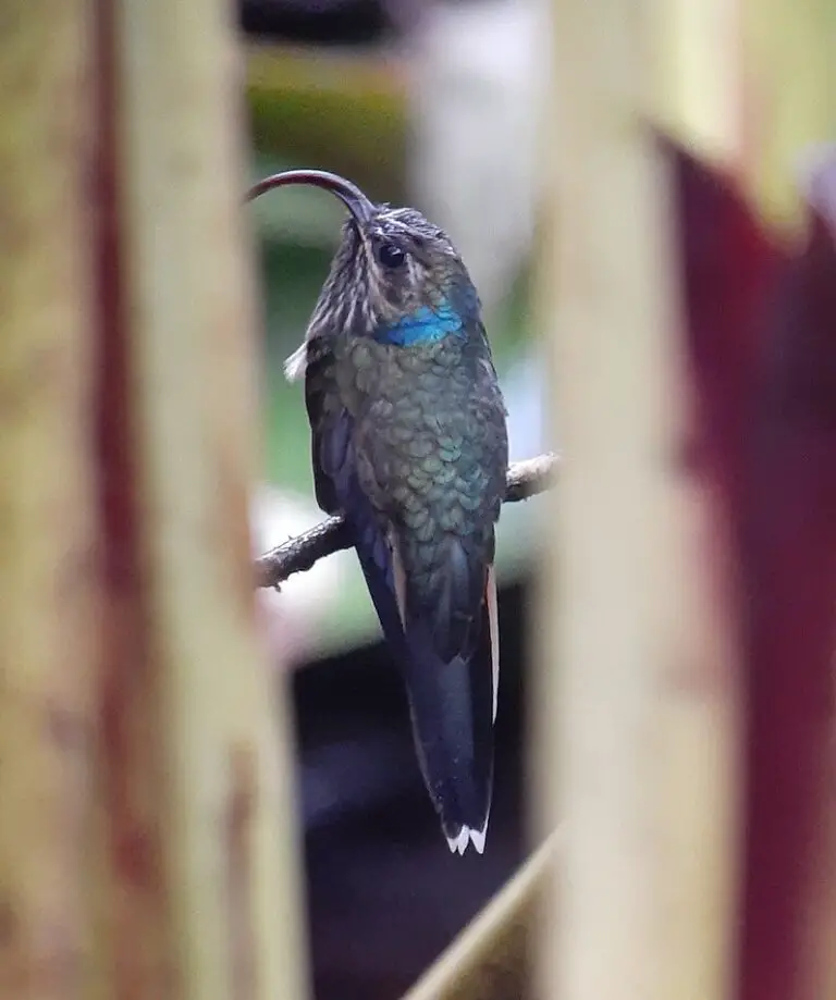 Buff-Tailed Sicklebill