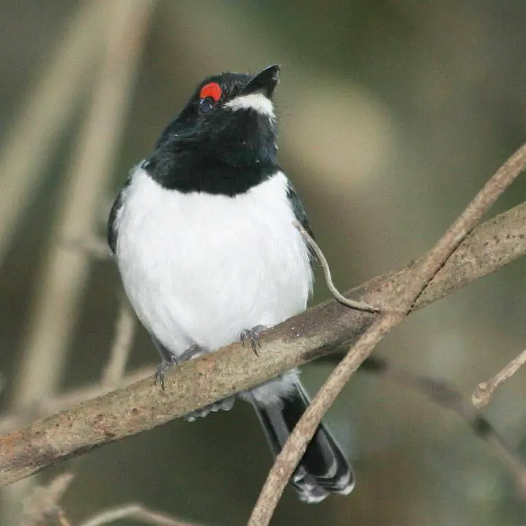 Black-Throated Wattle-Eye