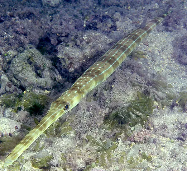 Cornetfish