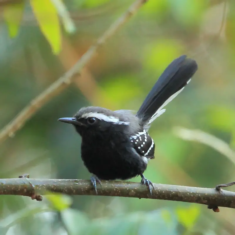 Black-Bellied Antwren