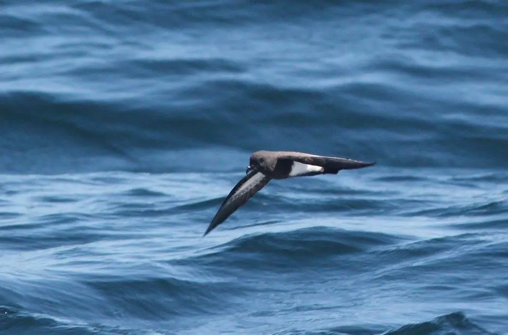 Black-Bellied Storm Petrel