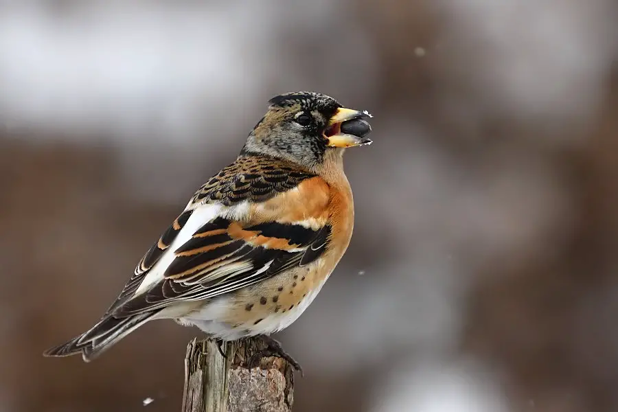 Brambling