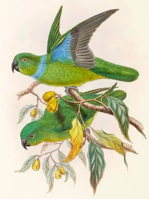 Blue-Collared Parrot