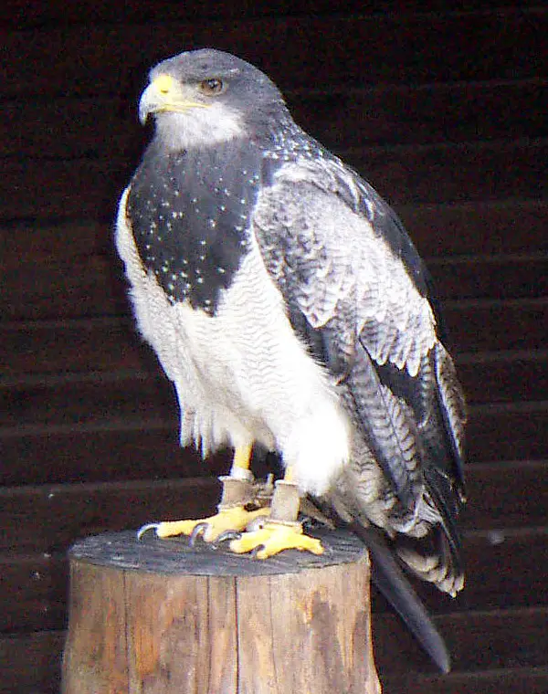 Black-Chested Buzzard-Eagle