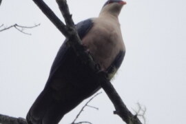 Buru mountain pigeon