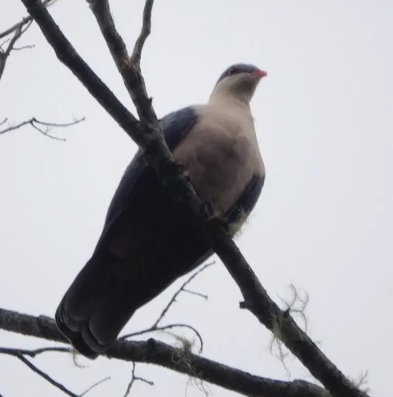 Buru Mountain Pigeon