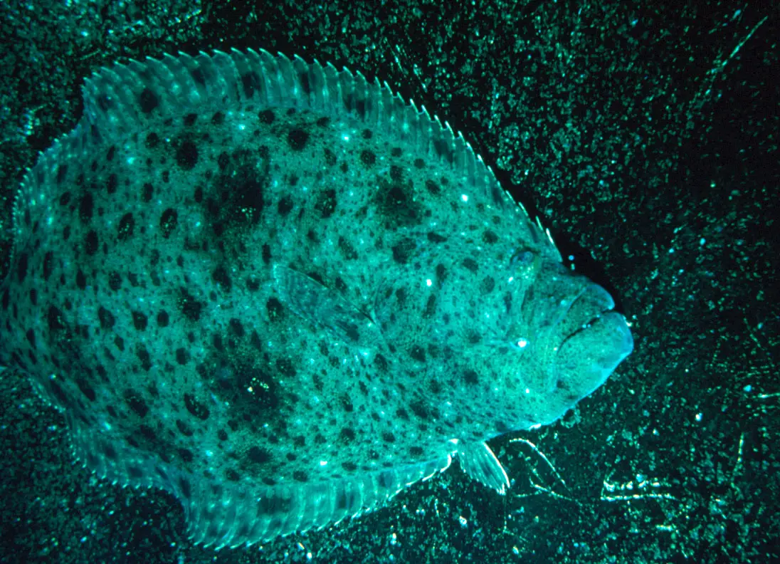 California Halibut