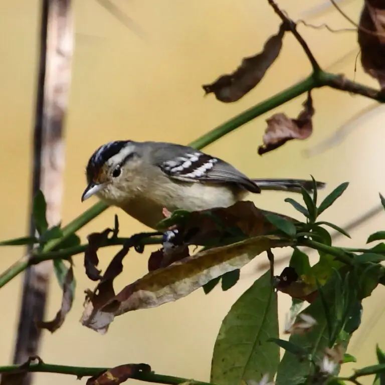 Black-Capped Antwren