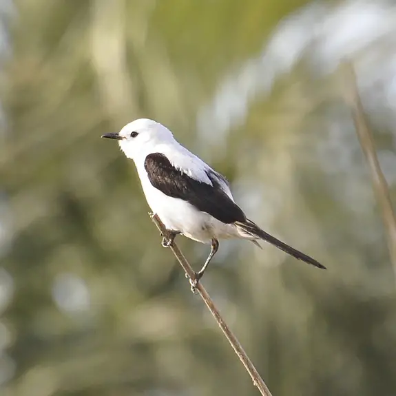 Black-And-White Monjita