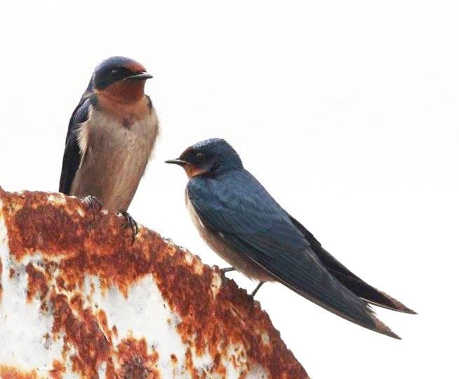 Angolan Swallow