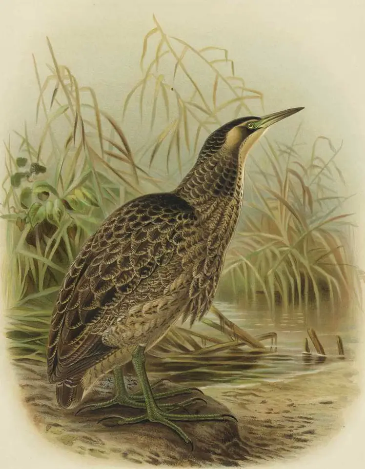 Australasian Bittern