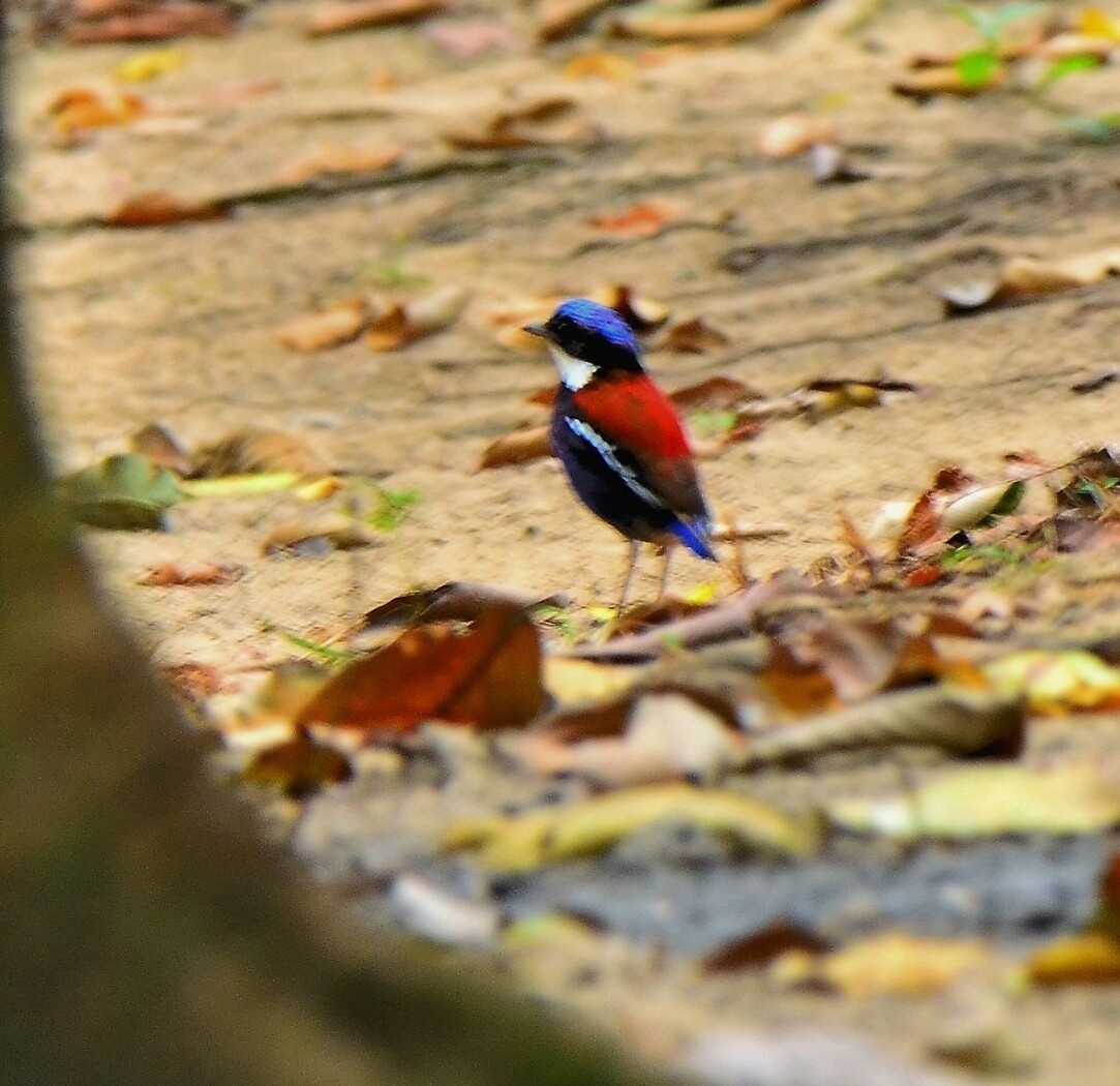 Blue-Headed Pitta