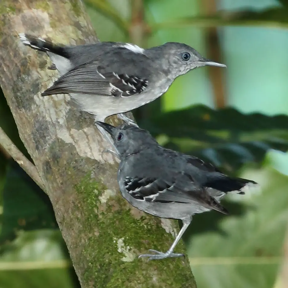 Band-Tailed Antbird