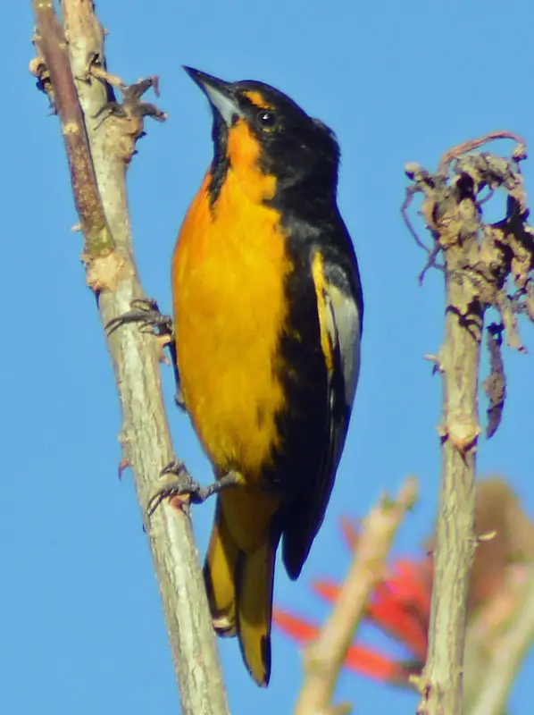 Black-Backed Oriole