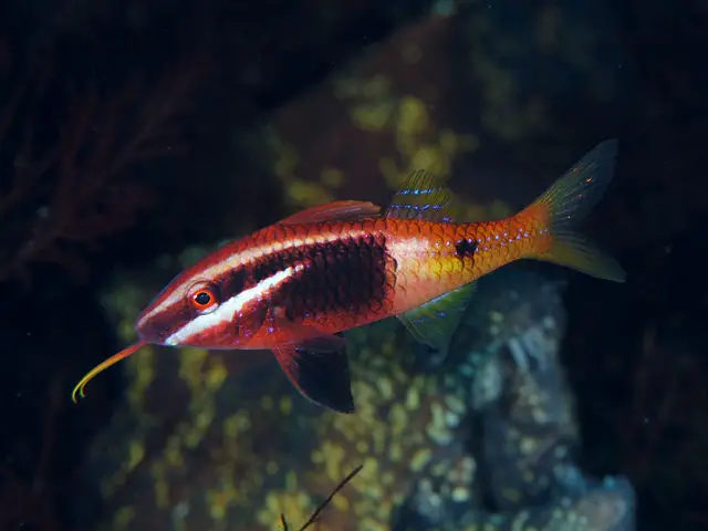 Bicolor Goat Fish