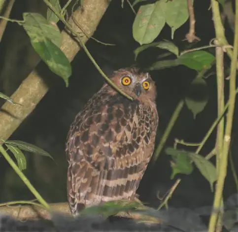 Buffy Fish Owl