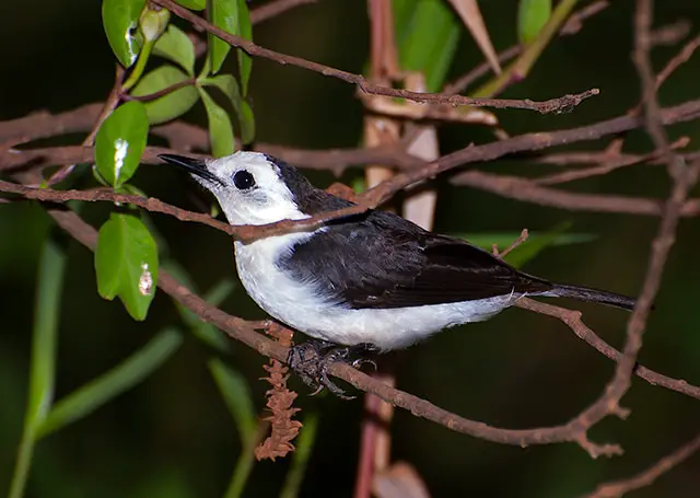 Black-Backed Water Tyrant