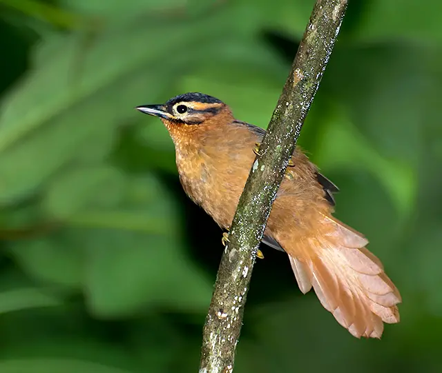 Black-Capped Foliage-Gleaner