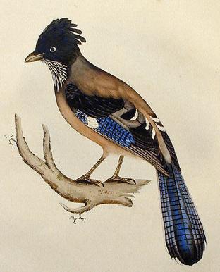 Black-Headed Jay