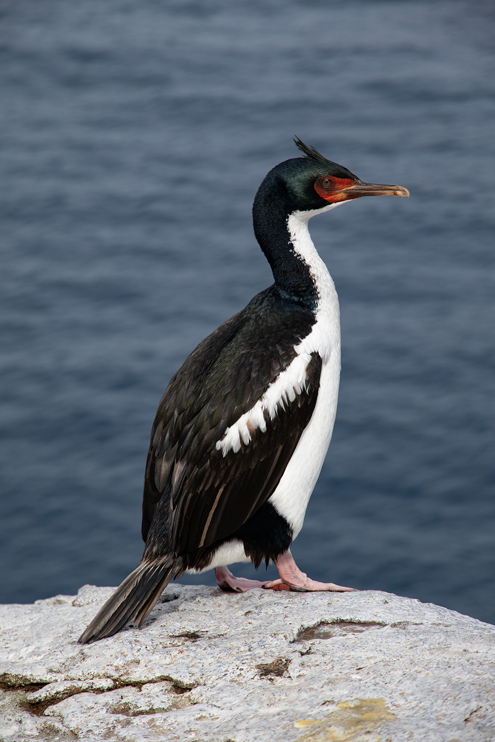 Bounty Shag