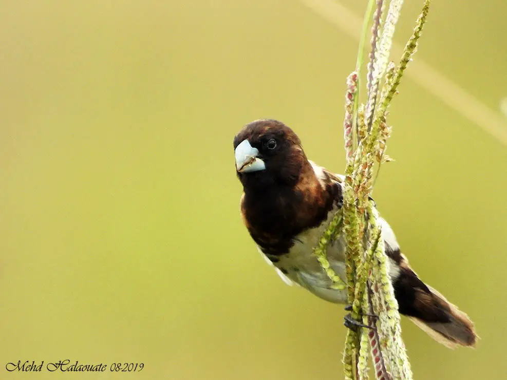 Black-Breasted Mannikin