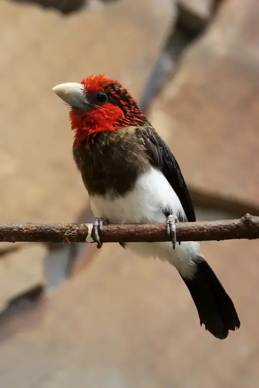 Brown-Breasted Barbet