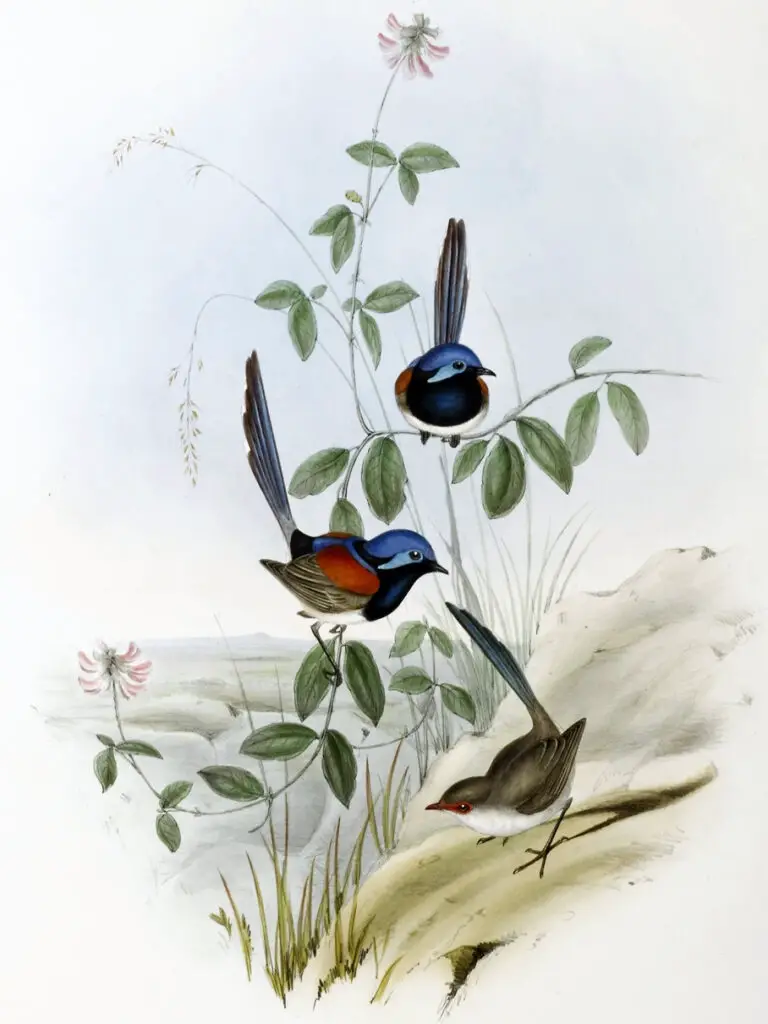 Blue-Breasted Fairywren