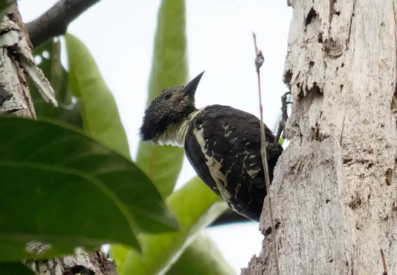 Black-And-Buff Woodpecker