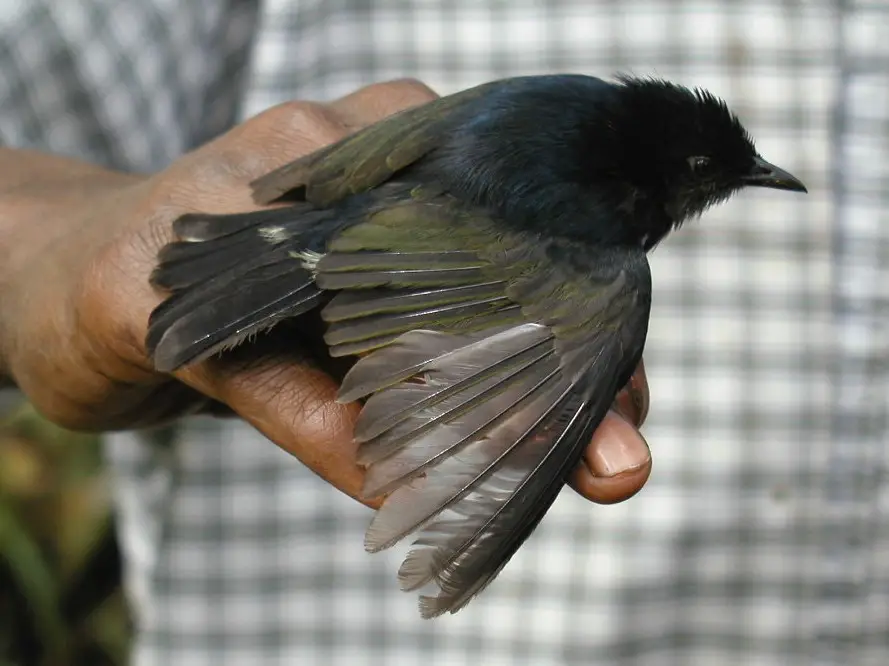 Black Berrypecker