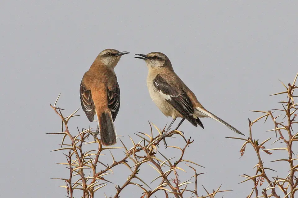 Brown-Backed Mockingbird