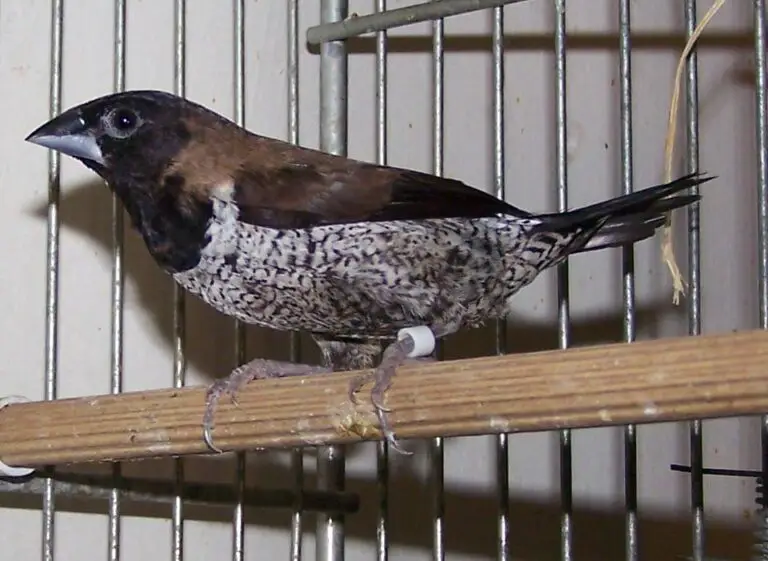 Black-Faced Munia