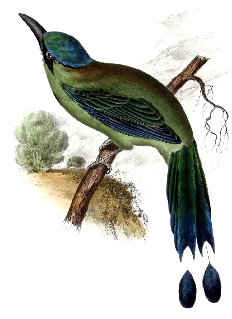 Blue-Capped Motmot