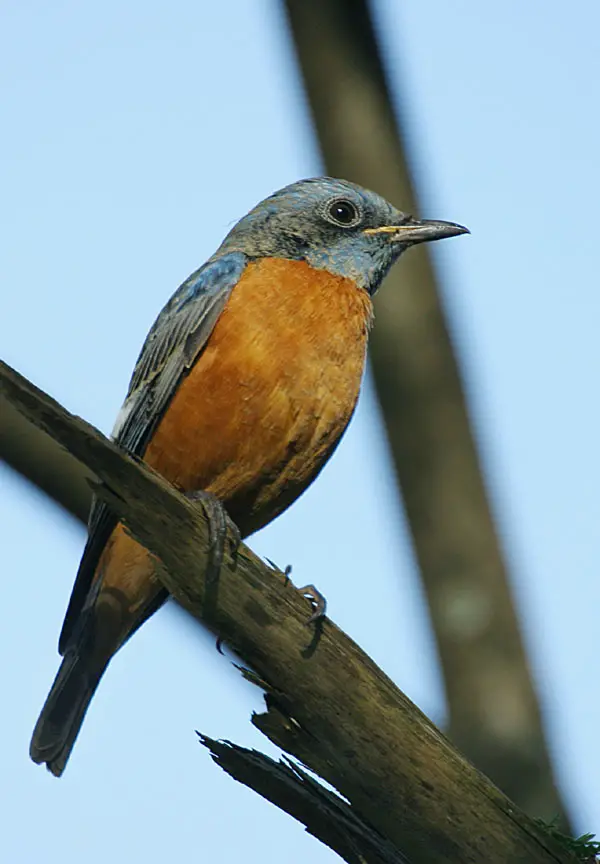 Blue-Capped Rock Thrush