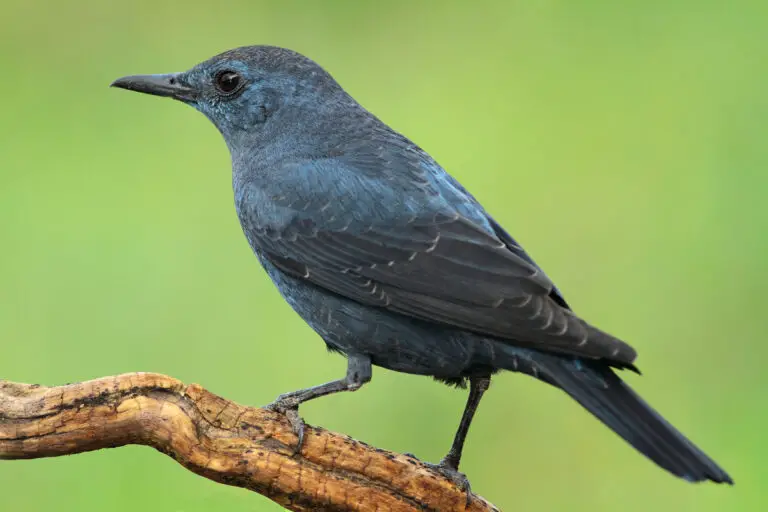 Blue Rock Thrush