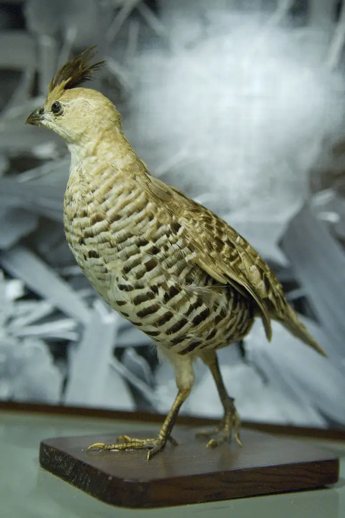 Banded Quail