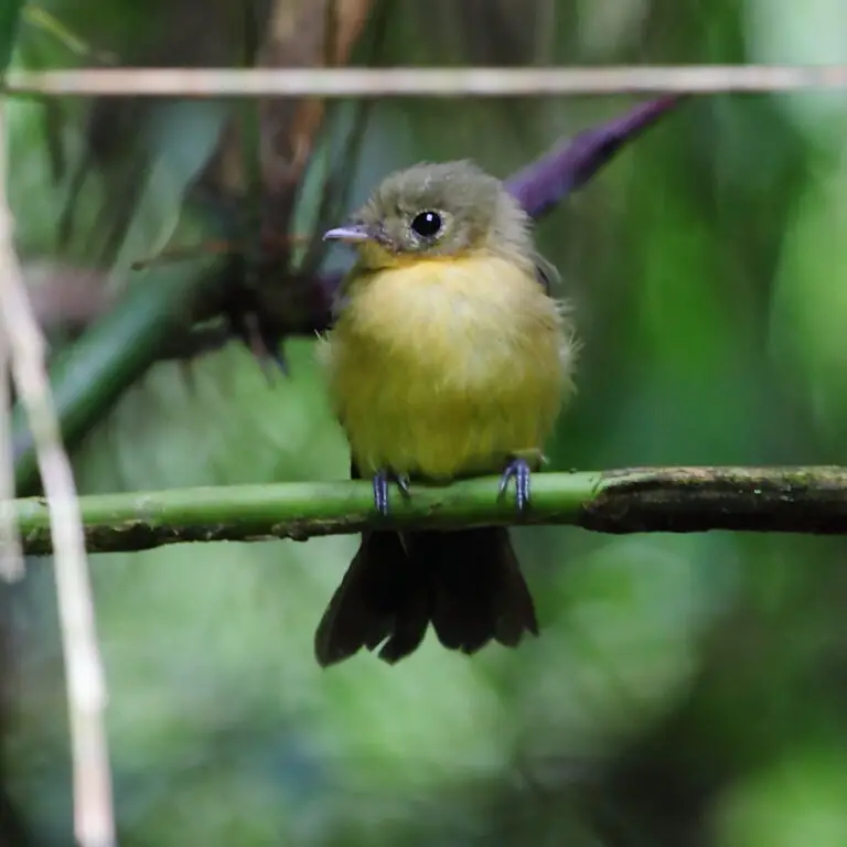 Black-Tailed Myiobius