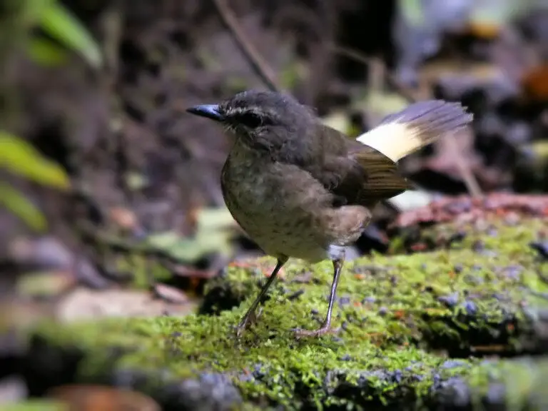 Buff-Rumped Warbler