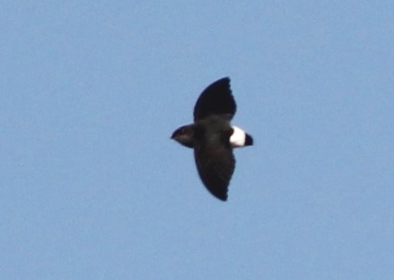 Böhm'S Spinetail