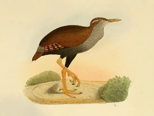 Bar-Winged Rail