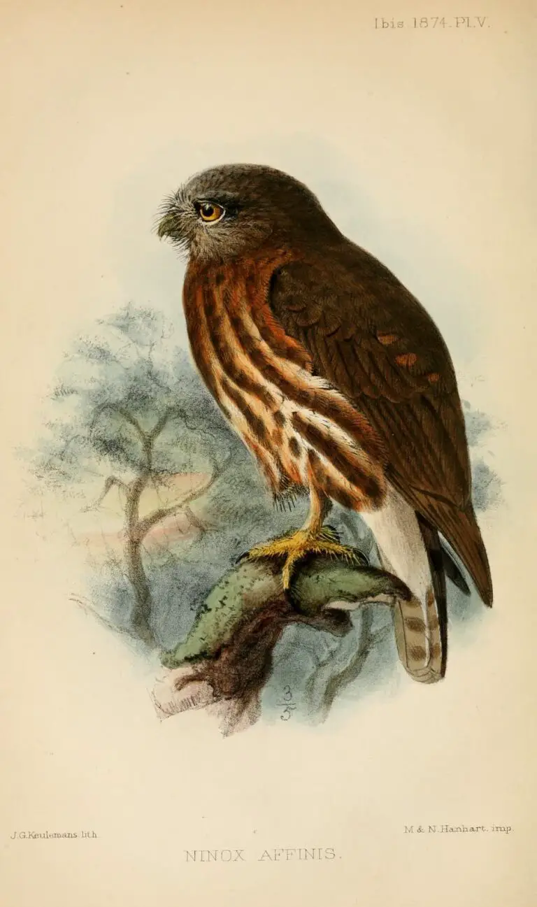 Andaman Hawk-Owl