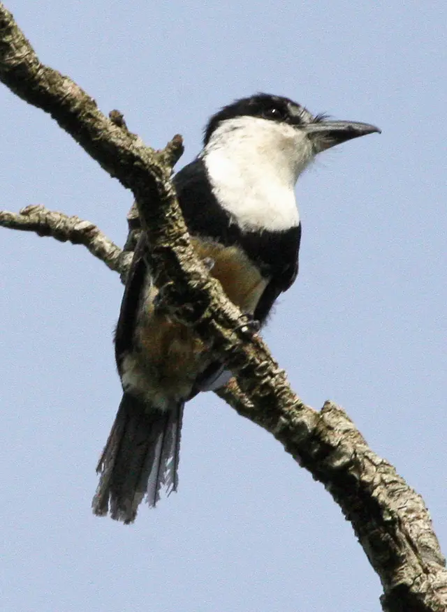 Buff-Bellied Puffbird