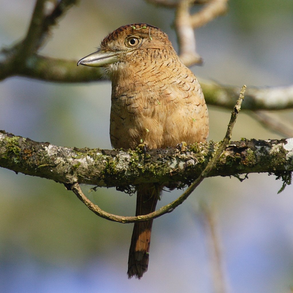 Barred Puffbird