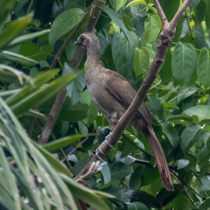 Buff-Browed Chachalaca