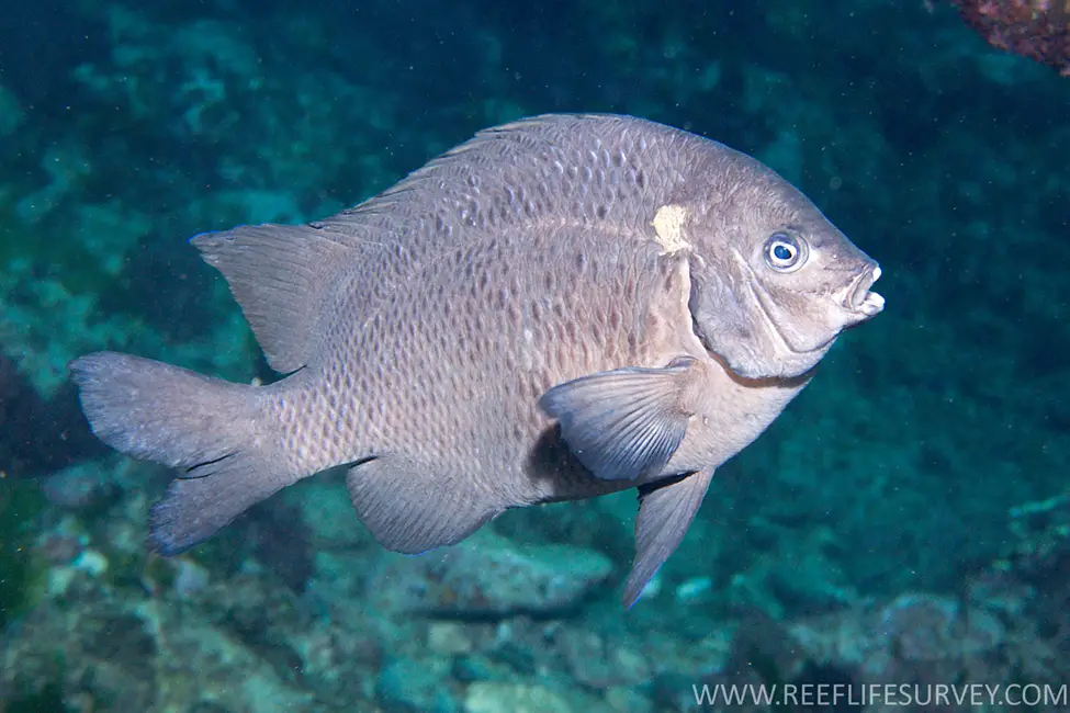 Black Scalyfin