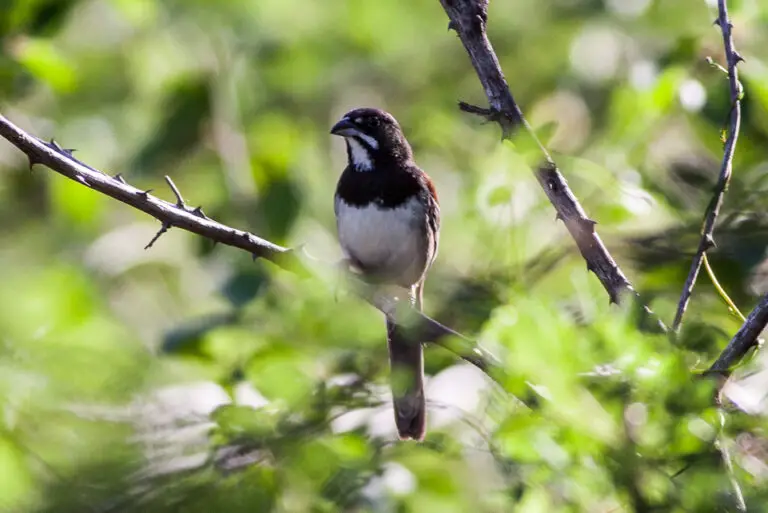 Black-Chested Sparrow