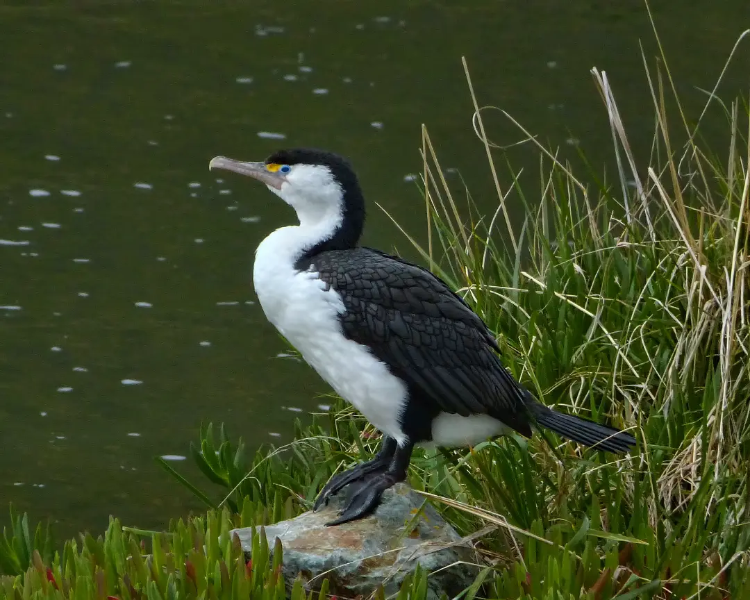 Australian Pied Cormorant