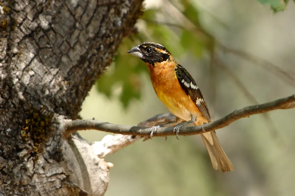 Black-Headed Grosbeak