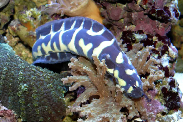 Convict Blenny